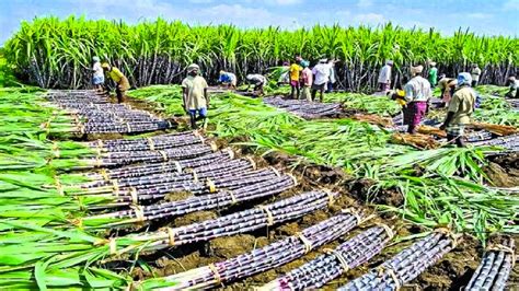 Sugar Cane Farming Process In The Philippines .